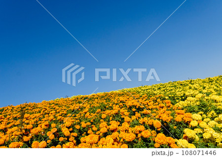 マリーゴールド畑 108071446