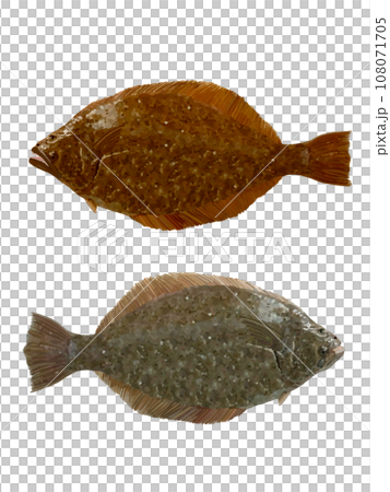 Flounder (top) Flatfish (bottom) 108071705
