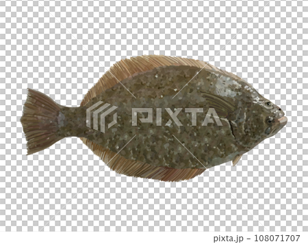 比目魚 108071707