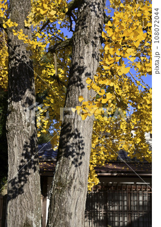 清凉寺(嵯峨釈迦堂)大銀杏の紅葉 清凉寺(嵯峨釈迦堂)大銀杏の紅葉 108072044