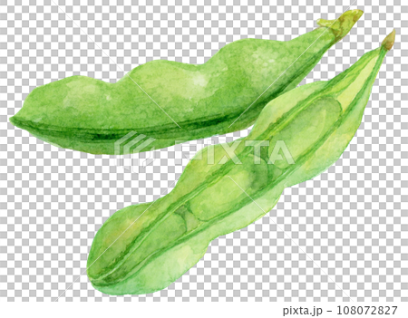 Watercolor illustration of green soybean pods Watercolor illustration of green soybean pods 108072827