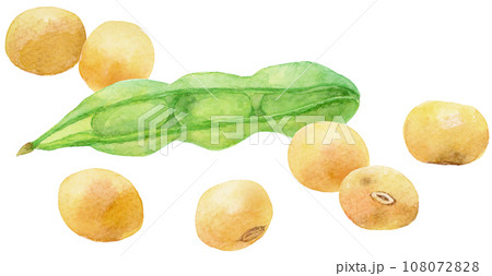 緑色の大豆のさやとたくさんの大豆の水彩イラスト 緑色の大豆のさやとたくさんの大豆の水彩イラスト 108072828