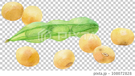 Watercolor illustration of green soybean pods and lots of soybeans 108072828