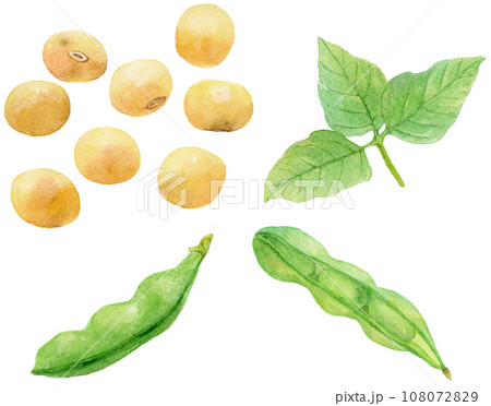 大豆の豆とさやと葉の素材集　水彩イラスト 108072829