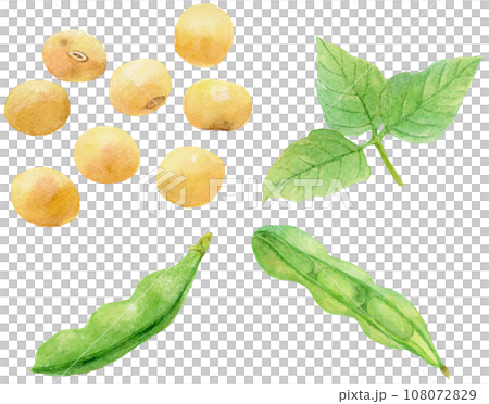 Watercolor illustration of soy beans, pods, and leaves material collection Watercolor illustration of soy beans, pods, and leaves material collection 108072829
