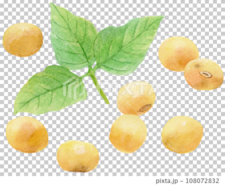 大豆と大豆の葉の水彩イラスト 108072832