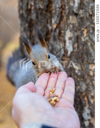 A squirrel in the autumn eats nuts from a human hand. Eurasian red squirrel, Sciurus vulgaris 108072886