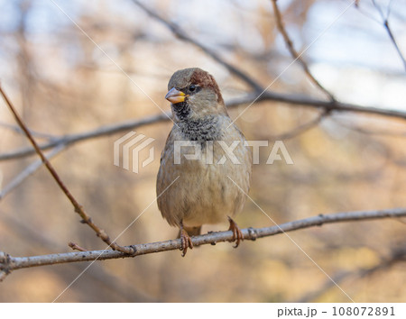 Sparrow sits on a branch without leaves. 108072891