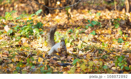 Squirrel in autumn hides nuts on the green grass with fallen yellow leaves 108072892
