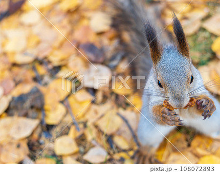 Autumn squirrel with nut sits on green grass with fallen yellow leaves 108072893