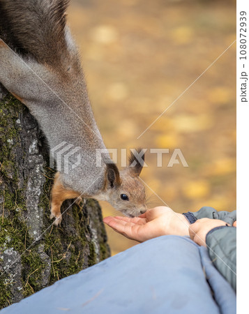 The boy feeds a squirrel with nuts from a hand in the wood The boy feeds a squirrel with nuts from a hand in the wood 108072939