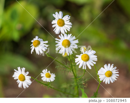 White and yellow daisy flowers on a green blurred background. White and yellow daisy flowers on a green blurred background. 108072945