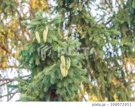 Green spruce branches with needles and cones in autumn. 108072951