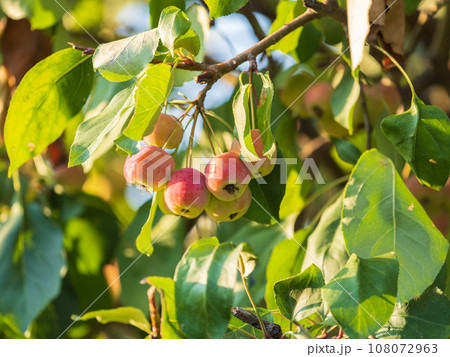Bright red small wild apples among the yellow leaves in autumn. 108072963