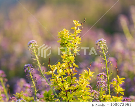 Nature of green leaf in garden at summer. Natural green leaves plants using as spring background cover page environment ecology Nature of green leaf in garden at summer. Natural green leaves plants using as spring background cover page environment ecology 108072965