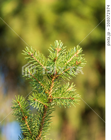 Background of green spruce branches in sunset light Background of green spruce branches in sunset light 108072974