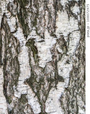 The texture of the birch bark. Birch bark background The texture of the birch bark. Birch bark background 108072975