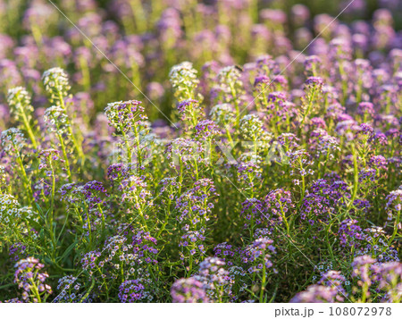 Verbena bonariensis flowers, Argentinian Vervain or Purpletop Vervain, Clustertop Vervain, Tall Verbena, Pretty Verbena, in garden 108072978