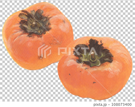 Persimmon acrylic painting illustration two persimmon fruits 108073400