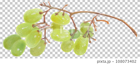 Acrylic painting illustration of a half-eaten Muscat (grape) Acrylic painting illustration of a half-eaten Muscat (grape) 108073402