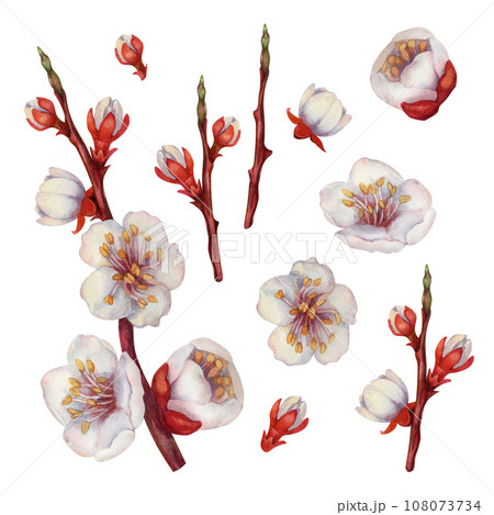 Watercolor blooming apricot branches with white and pink flowers. Watercolor blooming apricot branches with white and pink flowers. 108073734
