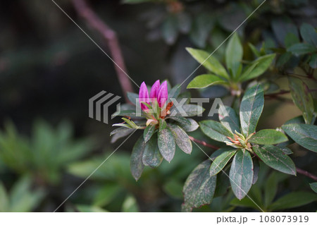 風に揺れるツツジのつぼみ 風に揺れるツツジのつぼみ 108073919