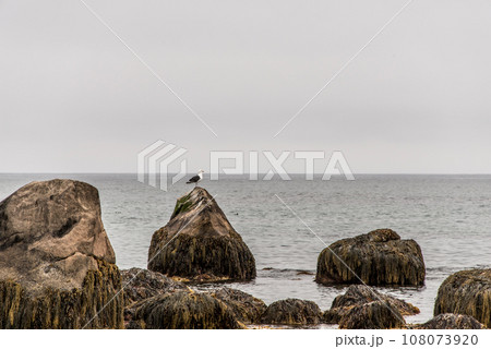 Exploring bird wildlife at the beach in the morning mist at Kejimkujik National Park Seaside, Nova Scotia, Canada Exploring bird wildlife at the beach in the morning mist at Kejimkujik National Park Seaside, Nova Scotia, Canada 108073920