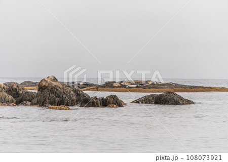 Exploring seals wildlife at the beach in the morning mist at Kejimkujik National Park Seaside, Nova Scotia, Canada Exploring seals wildlife at the beach in the morning mist at Kejimkujik National Park Seaside, Nova Scotia, Canada 108073921