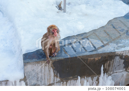 Monkey soaking in hot spring, Hakodate Tropical Botanical Garden with Snow in winter Season. landmark and popular for attractions in Hokkaido, Japan. Travel and Vacation concept 108074001