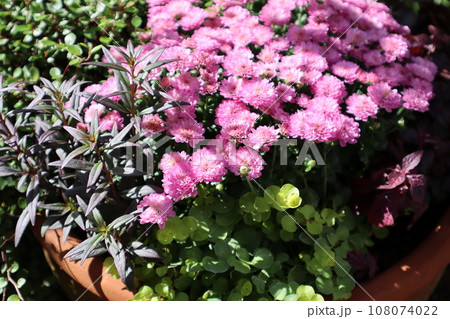 ピンク色のマムの花寄せ植え ピンク色のマムの花寄せ植え 108074022