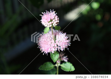 花壇に咲く段菊の花 108074034