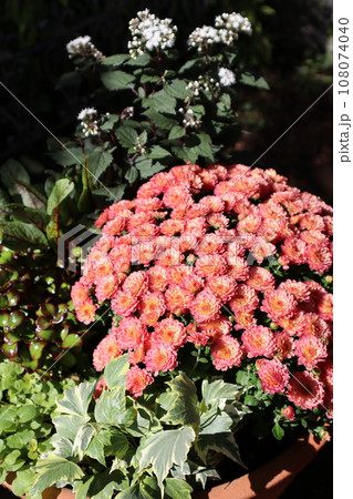 秋の花マムの寄せ植え 108074040