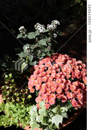 マムの花寄せ植え 108074043