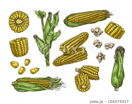 Hand drawn corn. Vintage ear of sweetcorn sketch, corn cobs, grains and popcorn vector illustration set 108074057