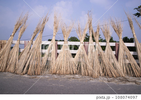 Many Jute sticks are stacked for sun drying at Sadarpur, Faridpur, Bangladesh Many Jute sticks are stacked for sun drying at Sadarpur, Faridpur, Bangladesh 108074097