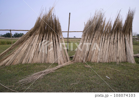 Many Jute sticks are stacked for sun drying at Sadarpur, Faridpur, Bangladesh Many Jute sticks are stacked for sun drying at Sadarpur, Faridpur, Bangladesh 108074103