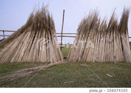 Many Jute sticks are stacked for sun drying at Sadarpur, Faridpur, Bangladesh 108074105