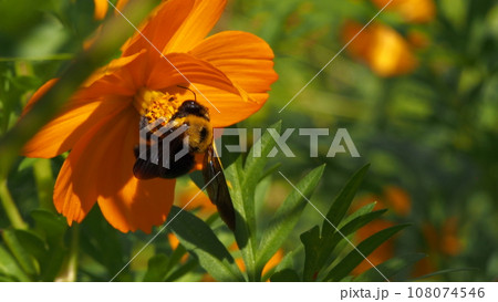 キバナコスモスの蜜を吸うミツバチ 108074546