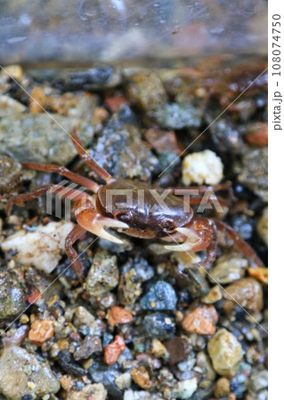 ゆずの里毛呂山町の阿諏訪川上流に生息するサワガニの生態写真 108074750