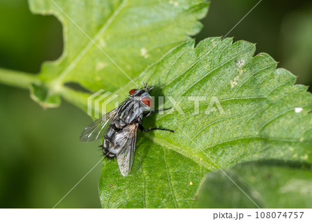 センチニクバエ 108074757