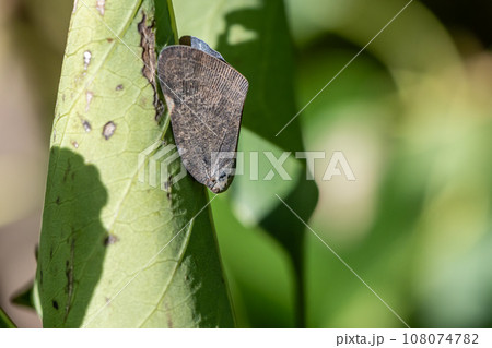 アミガサハゴロモ 108074782