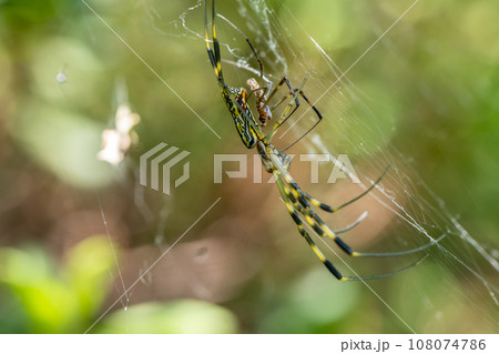 ジョロウグモの大きなメスと小さなオス 108074786