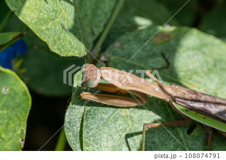 オオカマキリ 108074791