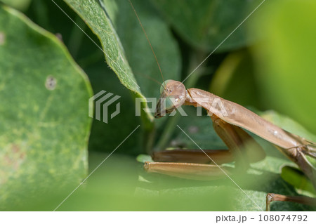 オオカマキリ オオカマキリ 108074792