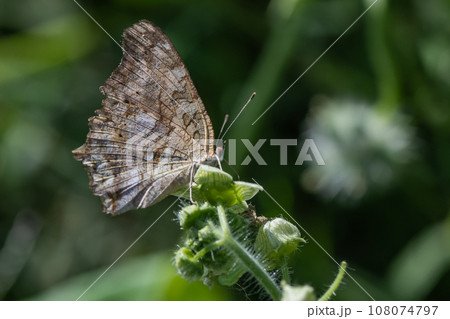 草花の蜜を吸うキタテハ 108074797