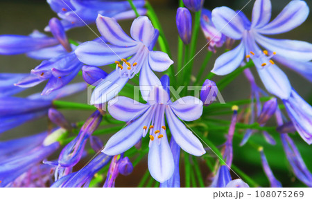 アガパンサス(ムラサキクンシラン)の花の風景 アガパンサス(ムラサキクンシラン)の花の風景 108075269