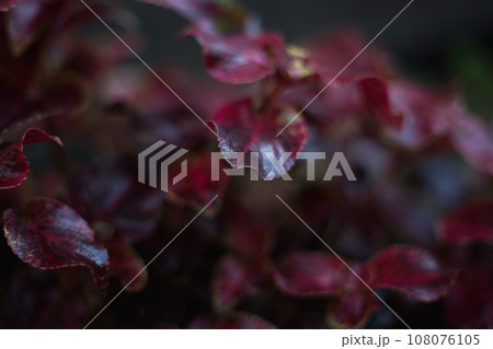 雨に濡れた葉 雨に濡れた葉 108076105