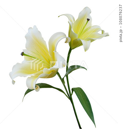 Yellow Lily flower bouquet isolated on white background 108076237