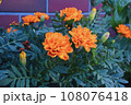 オレンジ色のマリーゴールド 108076418