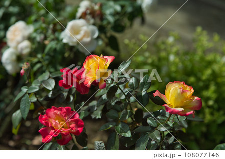 秋を迎えたゆりの里公園 秋を迎えたゆりの里公園 108077146